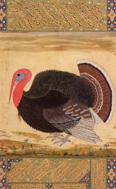 A Turkey-Cock, Brought to Jahangir from Goa in 1612, from the Wantage Album, Mughal by Mansur